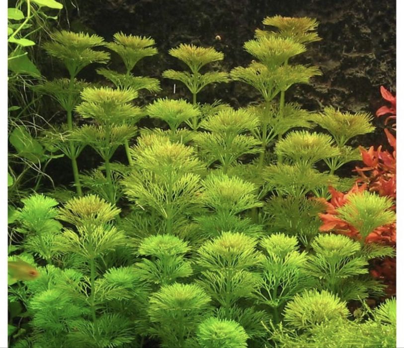 Lote plantas aquario