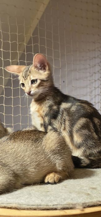 SAVABI - Nowa Rasa kocurek