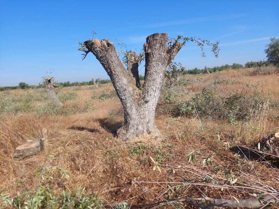Oliveiras centenárias