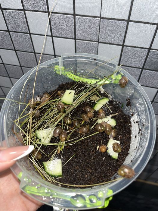 Продам Ахатин Іммакулята