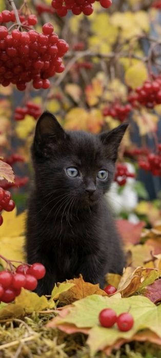 Котенок чёрный мальчик полтора месяца кошеня
