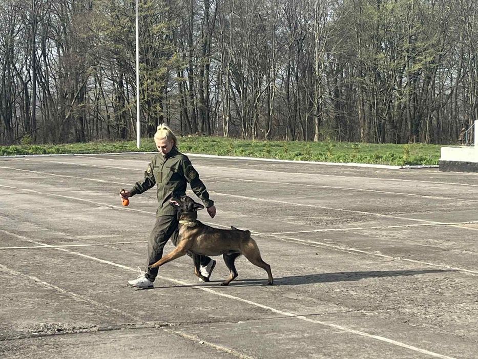 Дресирування собак Кропивницький