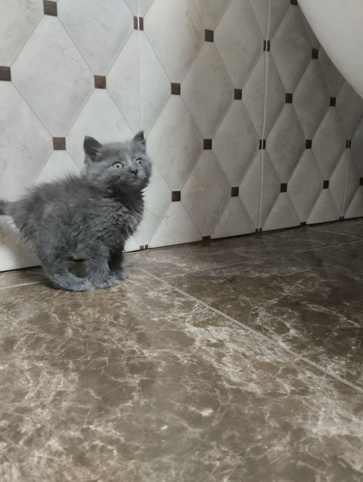 Кошеня Британське