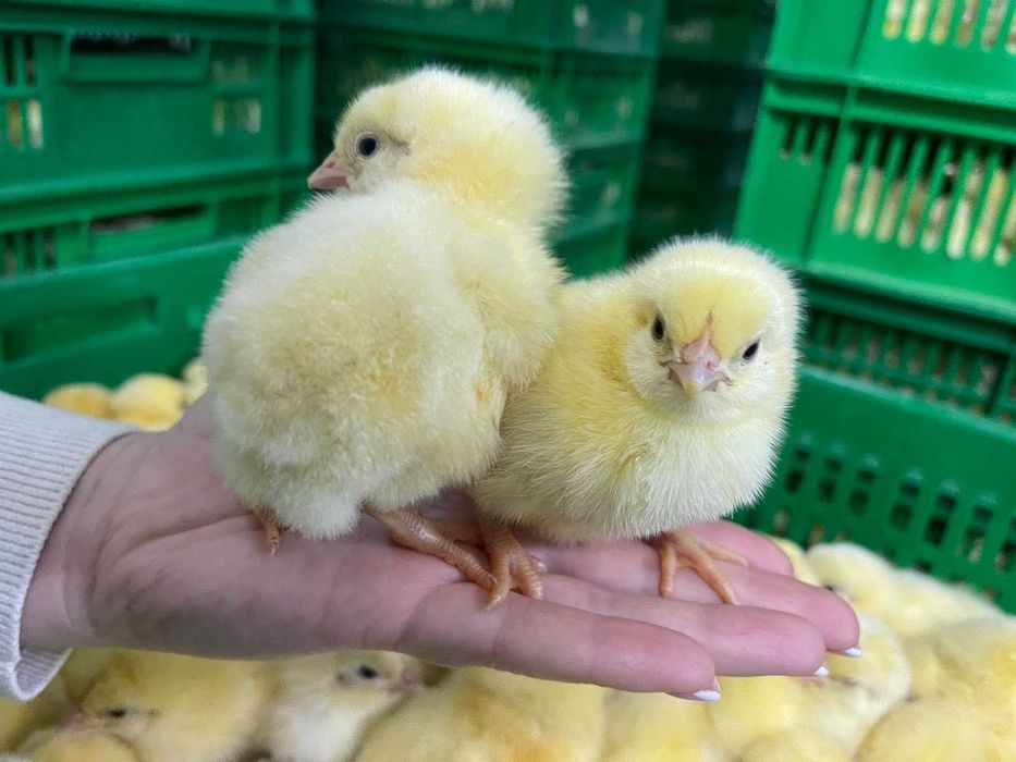 Бройлер Добовий Koob-500,  Roos'308