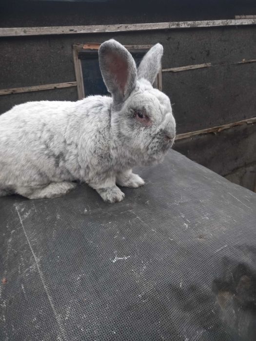 Króliki rasy WJS