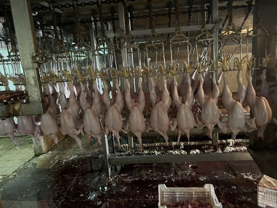 Птахоферма, бійня ,готовий бізнес Коломия