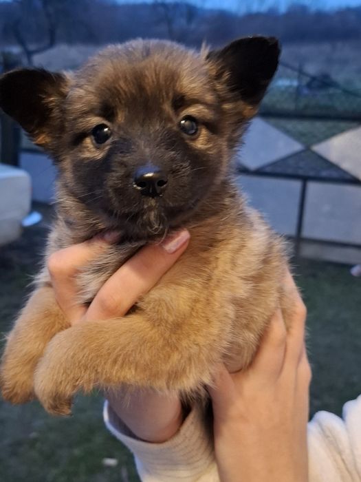 Цуценята метиси овчарки  безкоштовно