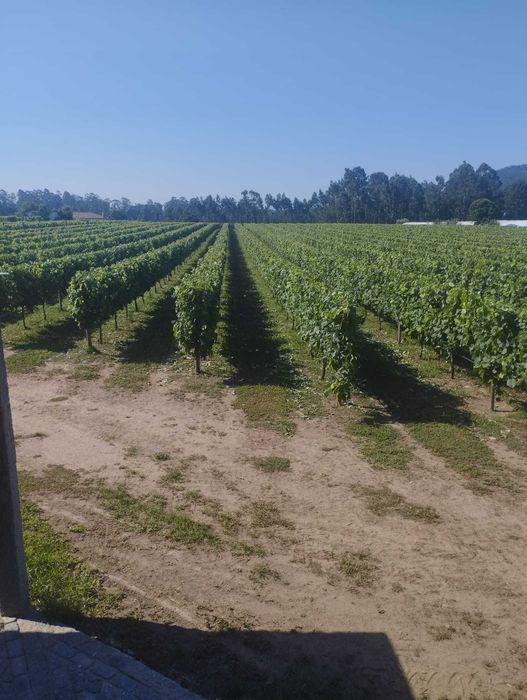 Uvas Vinhão e Loureiro
