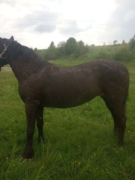 Продається дві кобили!