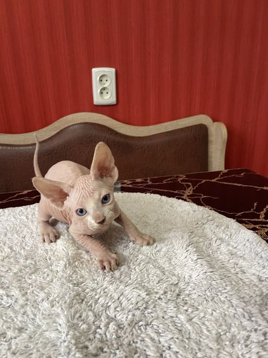 Котята сфинкс мальчики