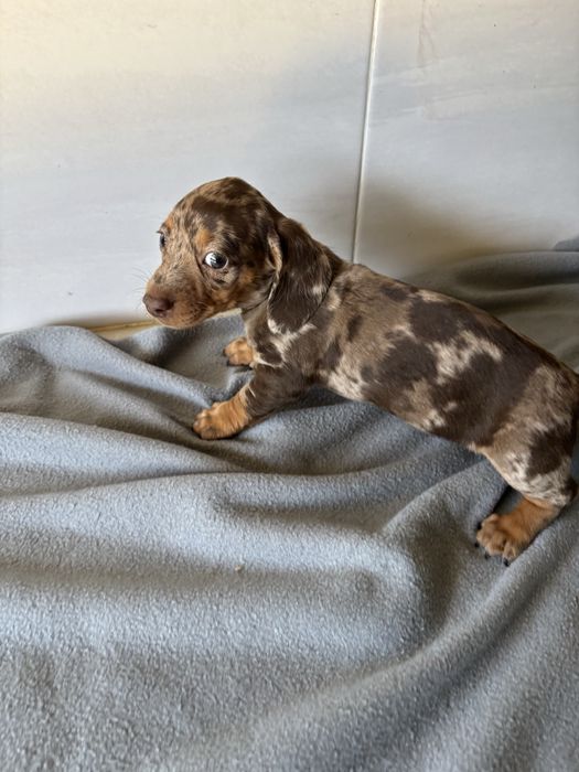 Teckel femea miniatura