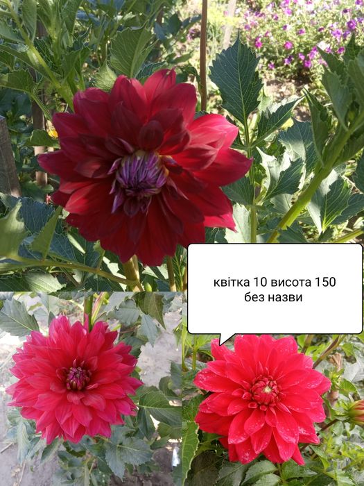 Продам Клубні жоржин