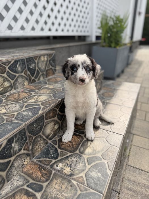 Border collie blue merle suczka
