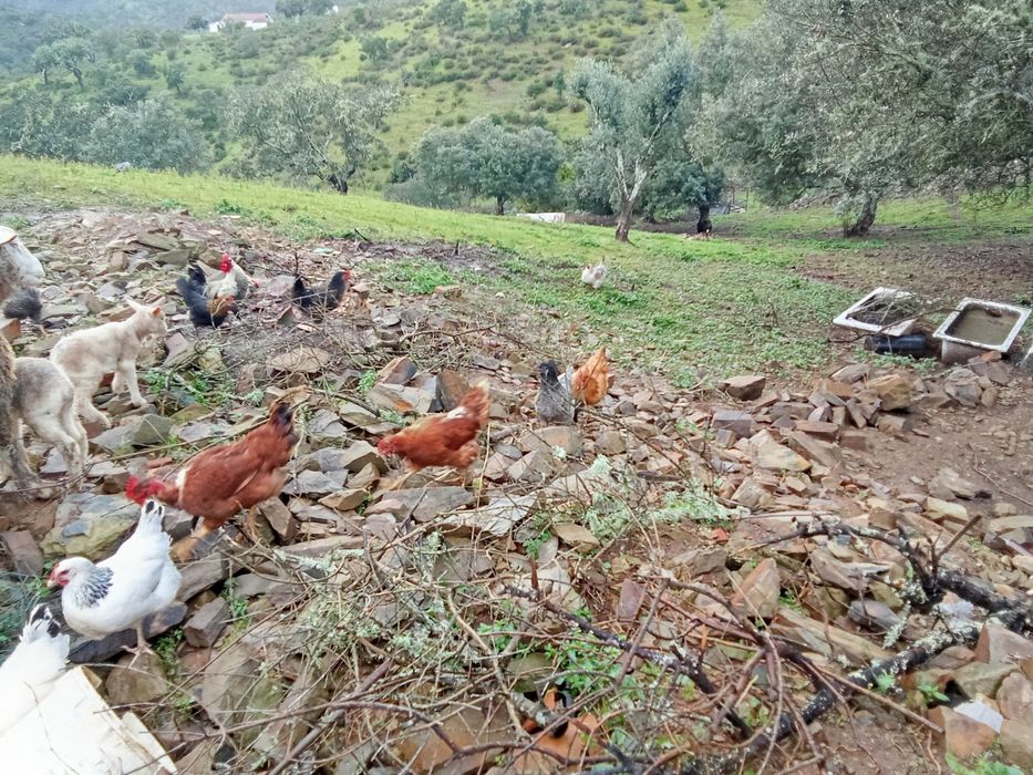 Ovos caseiros Portimão