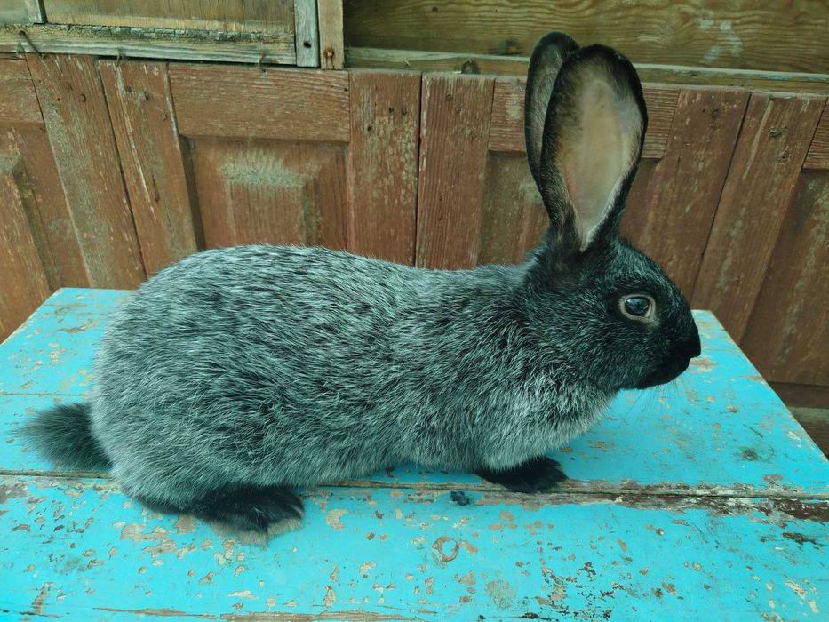 Кріль полтавське срібло. Самчик. Король. Кролі