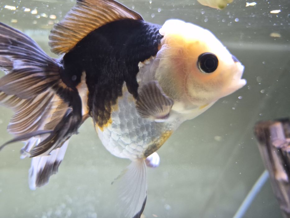 Welonka Oranda Panda
