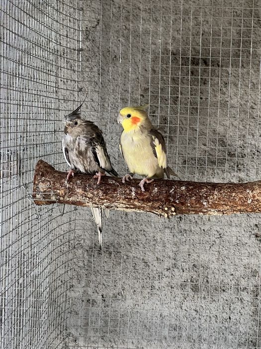 Varias aves disponiveis