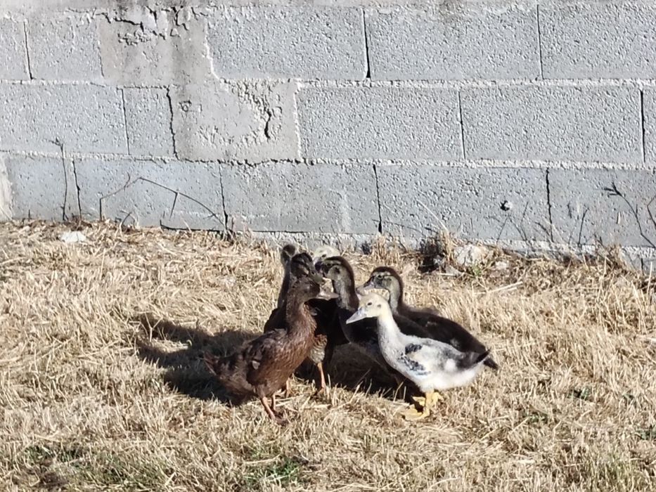 Vendo patos mudos e patos bravos
