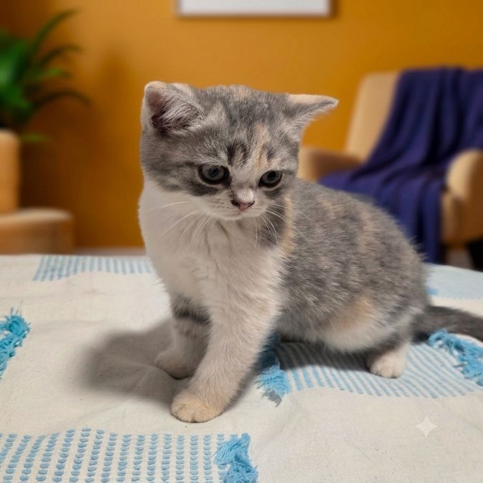 Gatinho scottish straight bicolor