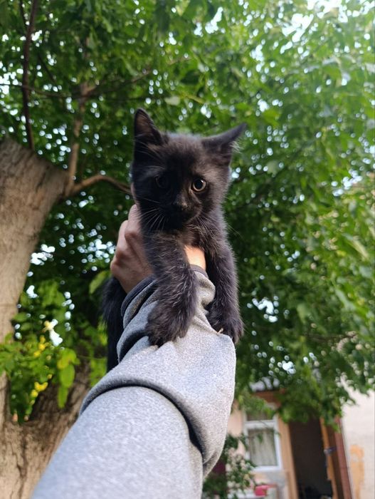 Кошенята в добрі руки
