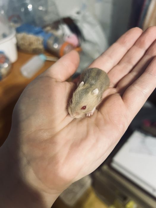 Джунгарик хомʼяк джунгарскі хомʼяки