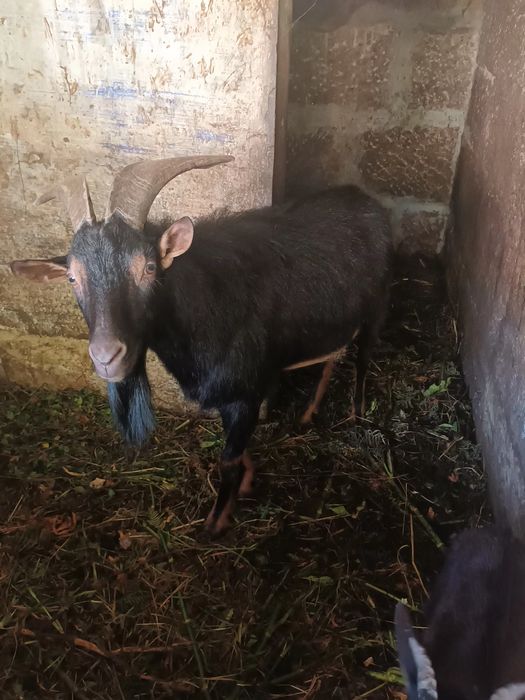 Casal de cabras irmãos
