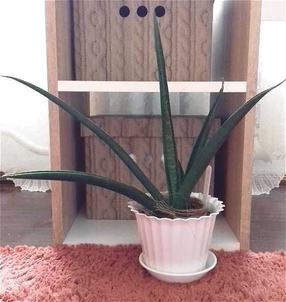 Сансев'єра Комет Грін сансевиерия Комет Грин