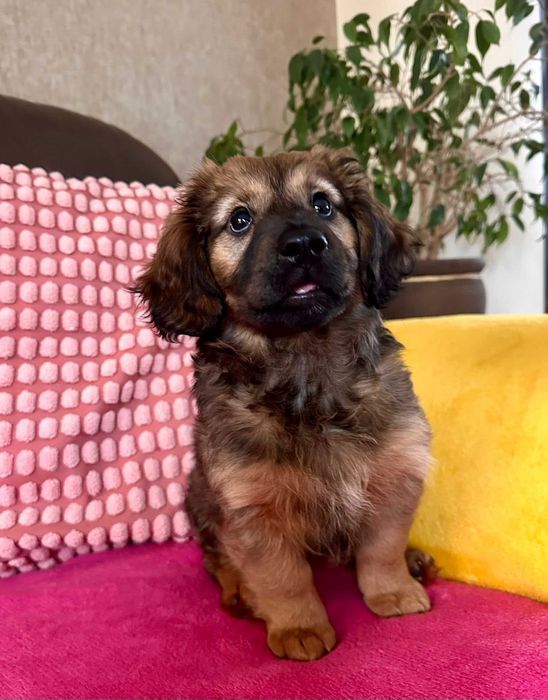 Maluch do adopcji - Lukrecja!