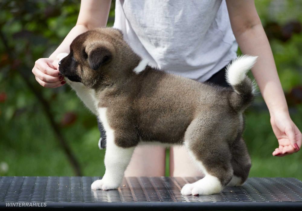 Найкращі цуценята Американської Акіти