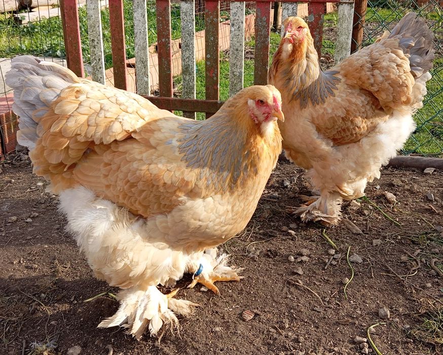 Aves Ornamentais Brahmas várias mutações