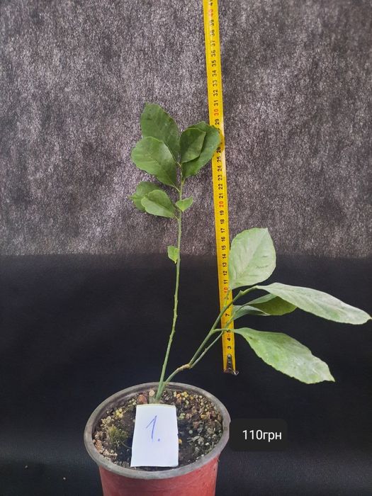 Лимони кімнатні !