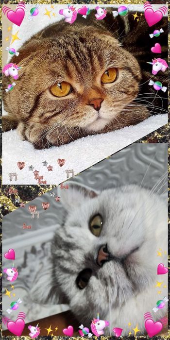 Яркие малыши"Scottish Fold и Straight"
