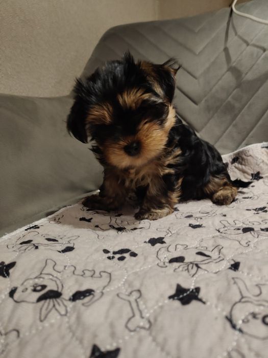 Yorkshire terrier