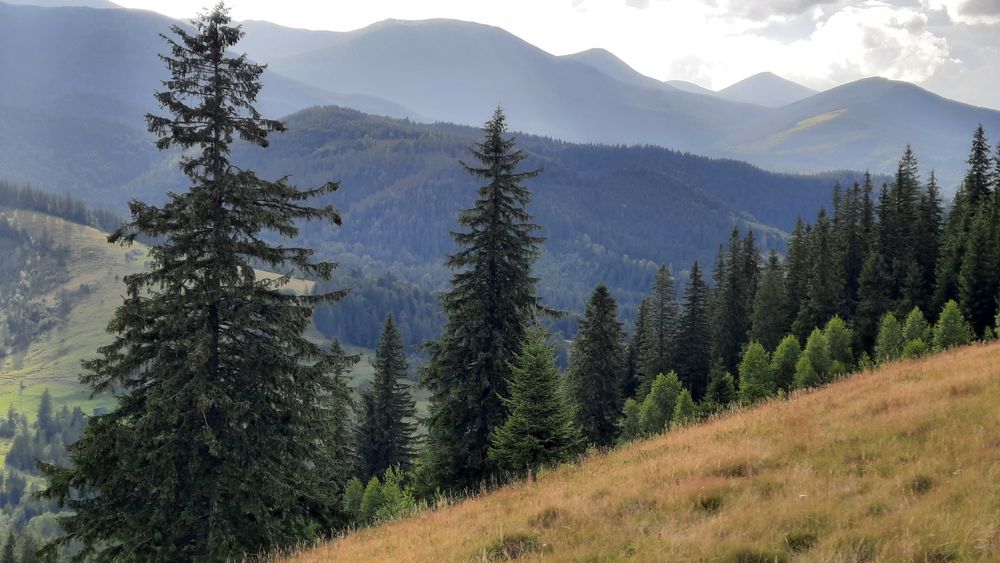 Рівна ділянка, під будову. Межує з лісом. 40 соток в Дземброні