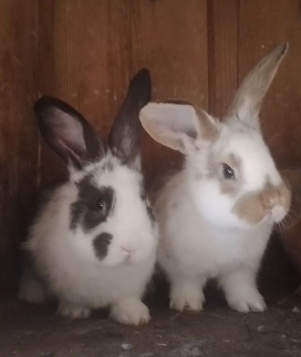 Продаються кролики 2 місяці