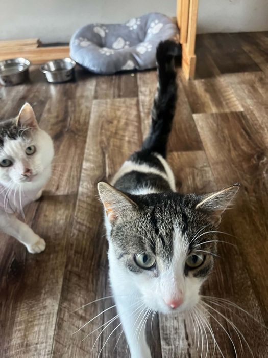 Maciuś kot do adopcji