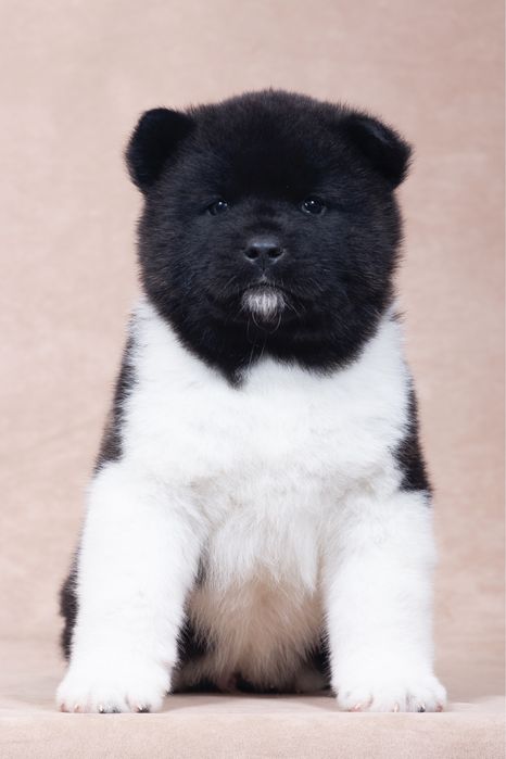 Американська акіта / американская акита/ american akita