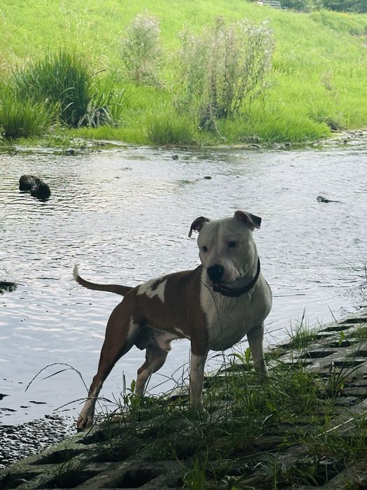Młody amstaff szuka rodziny