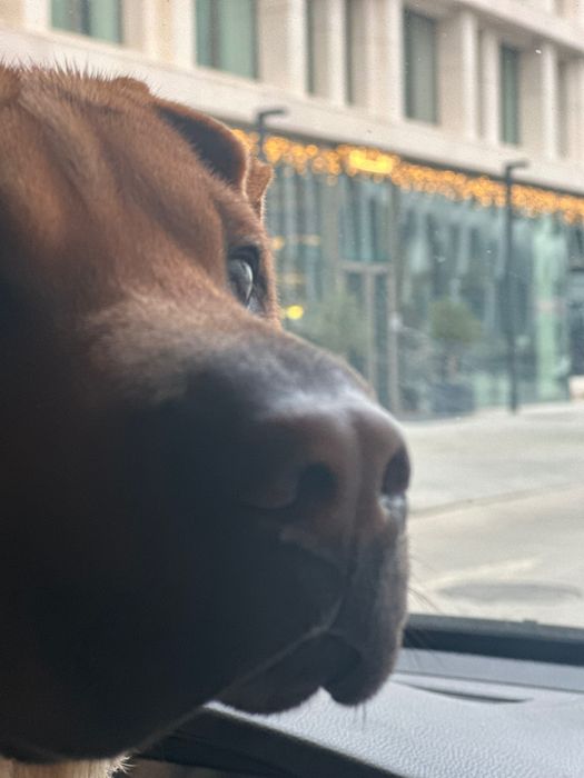 Sharpei para adoção