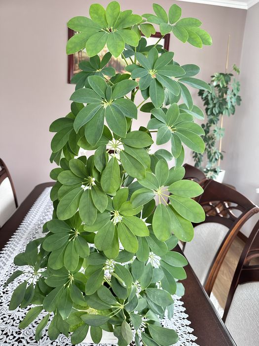 Szeflera w doniczce 85 cm