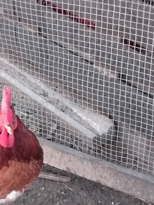 Galos caseiros 45 euros