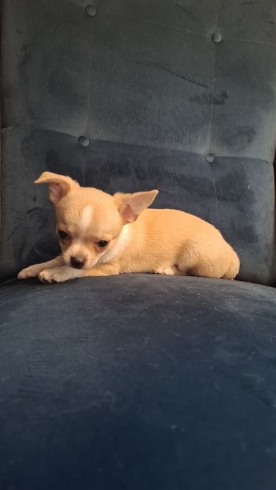 Chihuahua piękna maleńka dziewczynka