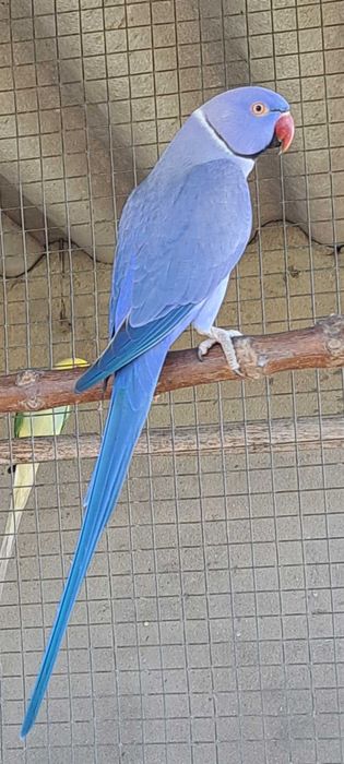 Ring necks 2024 / 2025 cleartail