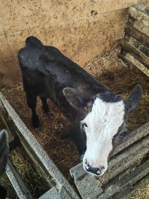 Cielaki z Polskich gospodarstw