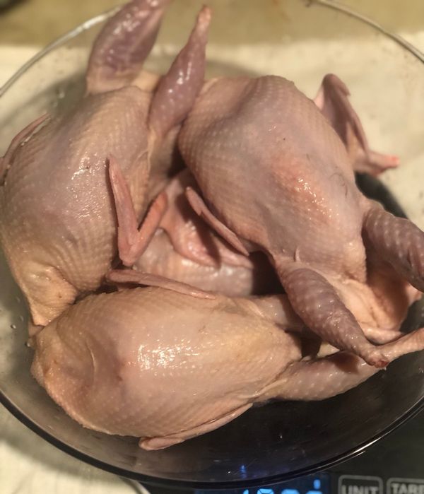 Перепілки. Перепелині яйця.