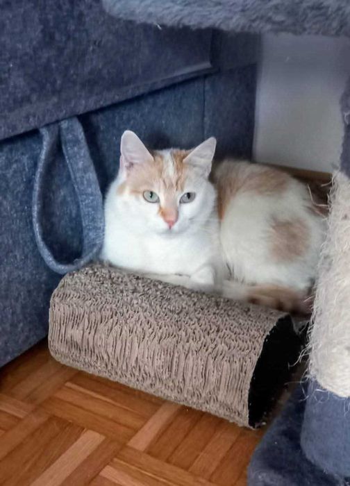 Piękna Fionka szuka domku