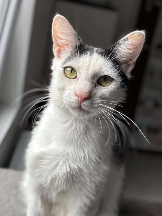 Młody Kokardek szuka domu