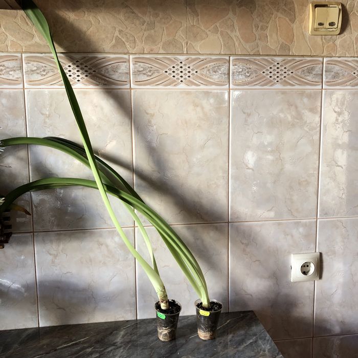 Гіпеаструм Mexico x Marilyn