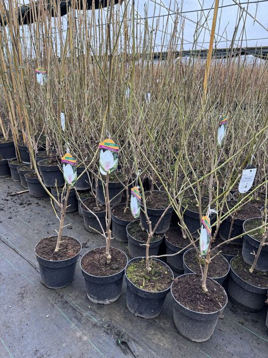 Magnolia w doniczce 3l