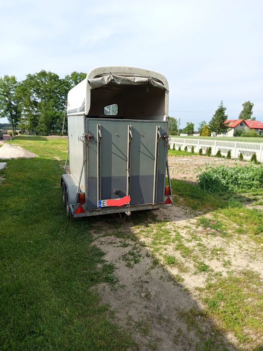 Bydło konie odsadki krowa jałówka transport przyczepa przyczepka